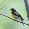 キビタキ・イソヒヨドリ・エナガ・カワラヒワ・ゴイサギ(大阪城野鳥探鳥20240525 4:35-10:00)