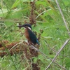 【野鳥観測_とり高4】翡翠の土曜日