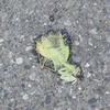 道路上で轢かれているカマキリの不思議を考察。寄生が関係するのか？