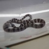 このかわいさを見よ！　４