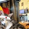 猫とのんびりオリンピック観戦。
