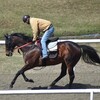出資馬3頭、今週の近況報告