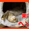 猫の巣穴でヘソ天で眠る子猫の姿がかわいすぎた！The appearance of the kitten sleeping in the navel heaven is cute!