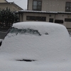 田舎のにゃんこ達    12月13日