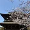 【鎌倉いいね】桜、さくら、サクラ。満開です（3/29日現在）
