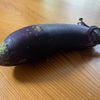 【はじめての家庭菜園】ナスの初収穫！