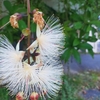 夜に咲く花「サガリバナ」