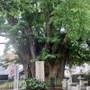 麻布山　善福寺　〜善福寺ノ公孫樹・福澤諭吉墓・越路吹雪歌碑・ハリス記念碑〜　その二