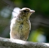 日本　文殊の森公園の若鳥