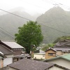 ブルーシートで稲は雨除け！