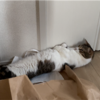 ゴロゴロするきなこもち特集61