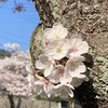 桜🌸記録2023
