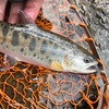 【速報】2022.6.10 栃木県釣り遠征〜奥鬼怒川本流（午前中）