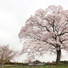 【大子町】上岡の江戸彼岸桜・・