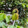 もうバラのつぼみが。。。