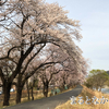 桜満開間近！まると花見？