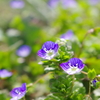 小さい草花からの癒し～足元から小さなささやき～！