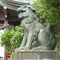 江名諏訪神社と狛犬たち、カジノキ
