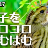 1117【アオジが種子コロはむはむ】捕食シジュウカラ鳴き声とカワウ繁殖羽換羽、カルガモ奇形エンジェルウイング、ジョウビタキメスにマガモやオオバン【 #今日撮り野鳥動画まとめ 】 #身近な生き物語