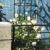 薔薇
