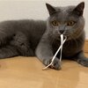 社長、島コテツ178(コテツ　猫　2歳)