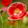 『ひなげし(Poppy)』