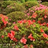 6月・我が家の花たち・・②