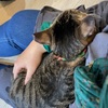 保護猫シェルター「ツキネコ北海道」で猫を2年ぶりにだっこした Cat Shelter Tsukineko