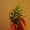 T. ionantha 'Hazelnut' を育て始めた。