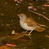 近所の公園で　のーんびり鳥見♪