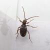 ［北海道編］　６月に見られた昆虫やお花
