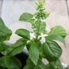 Basil flowers