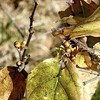 年の暮れ 平和公園 里山を歩く