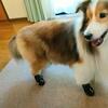 犬の靴がすぐぬげる　2回失敗してわかった｢本当に脱げにくい犬靴｣