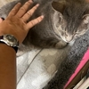 くろめ撫で撫で
