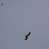 シロガシラトビ(Brahminy Kite)