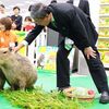 （、、、のりジャガ弁当さんとかお食べしたら、お風邪引きも治るかしらむぶ〜？　皿_(・∞・*)　(？)）