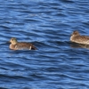 狭山湖周辺の野鳥　トモエガモ・ルリビタキ他　２０２２年１２月２５日