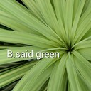 b-said-green’s blog  ~物静かな植物たちの声~