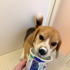 お花見中休み