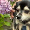 まろにー3578日目