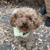 No.251212B-TPF（トイプードル 3歳 3.0㎏ ♀)