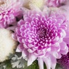 日本の秋を彩る風物詩！日本三大菊人形、菊の展覧会、菊まつり、菊花大会