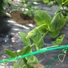週末農園 - スナック豌豆(エンドウ)・・・成長編