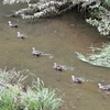 鳥撮散歩　どうやら5羽のカルガモのヒナは無事のようでした