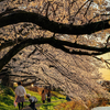 桜が彩る川沿いの風景 2025（愛知）