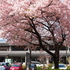 大漁桜