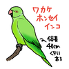 ワカケホンセイインコたちの話