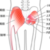 大腿筋膜張筋?
