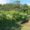 南足柄市大雄町 花咲く里山のざる菊まつり